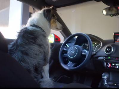 Avez vous déjà vu un chien garer une Audi? 
