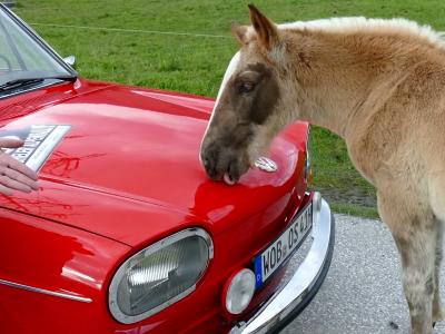 Un cheval témoigne de son amour pour Volkswagen