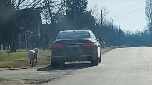 Il promène son chien tout en étant au volant de sa voiture