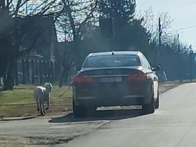 Il promène son chien tout en étant au volant de sa voiture