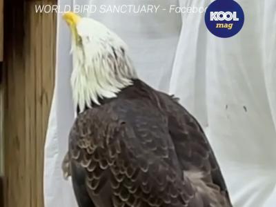 Vidéo : quand un aigle nous donne une leçon de paternité