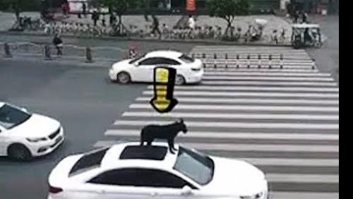 Le propriétaire d'un animal met son chien sur le toit de sa voiture sans protection pendant qu’il conduit